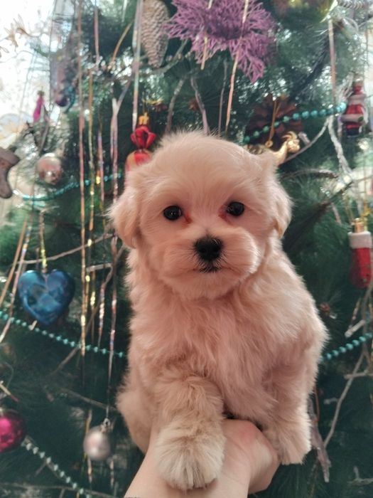 Продам мальтипу мини девочка f1