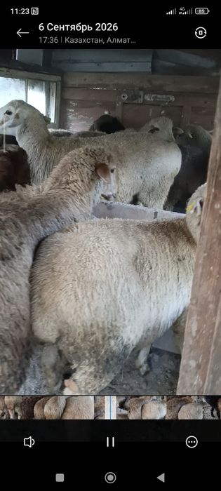 Кой сатылады семиз