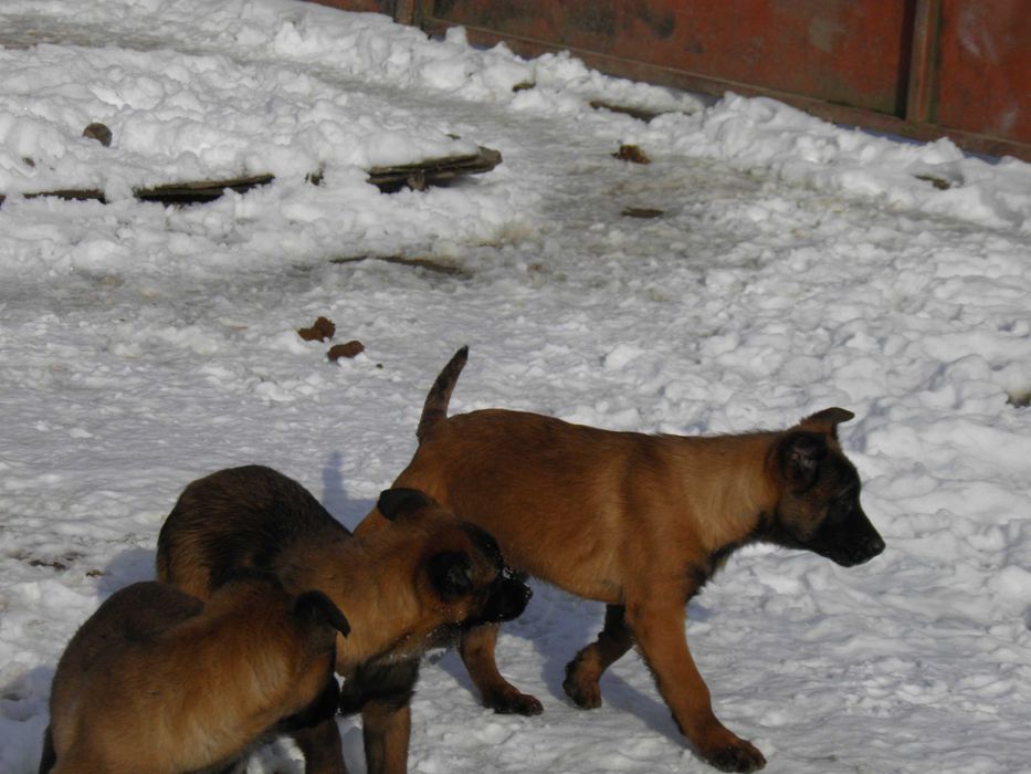 Белгийска овчарка малиноа