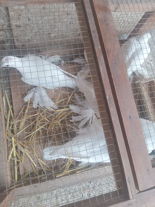 Продам белых,лётных голубей