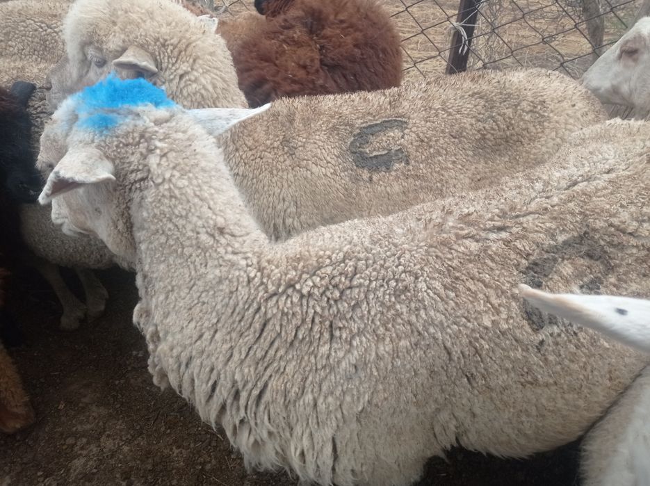 Меринос саулық қойлар сатам