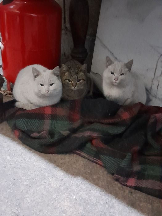 Отдам котят в добрые руки