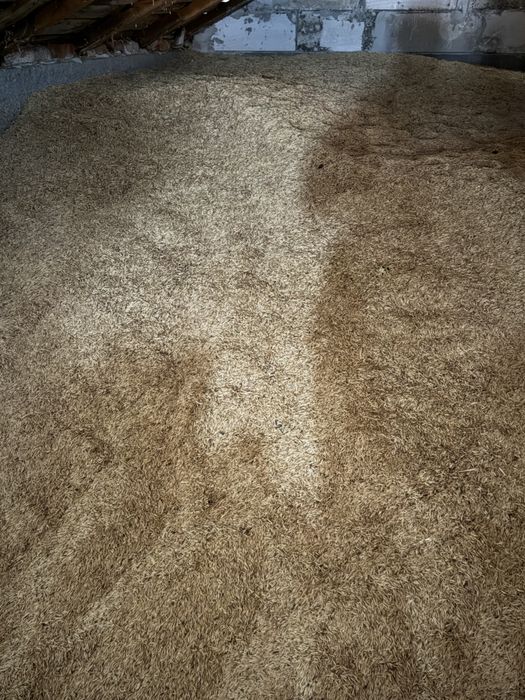 Vând ovaz calitate extra