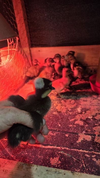 Boboci de rață cu si fără moț