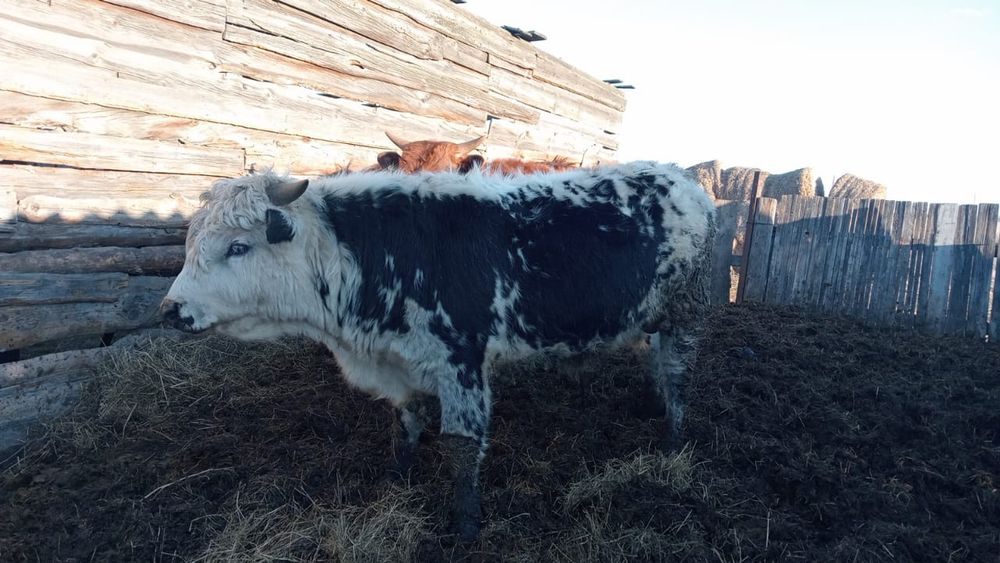 Оптом продам молодняк