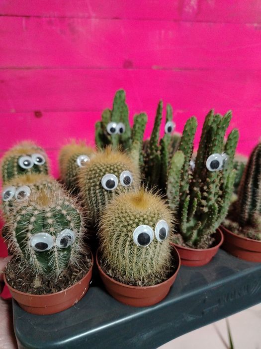 Кактусы новое поступление