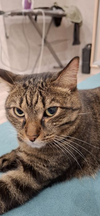 Отдам Кота в хорошие руки