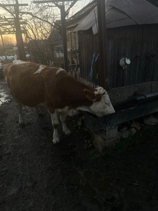 Văcuță la a doua fătare