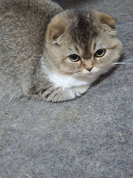 Продаются девочка и мальчик