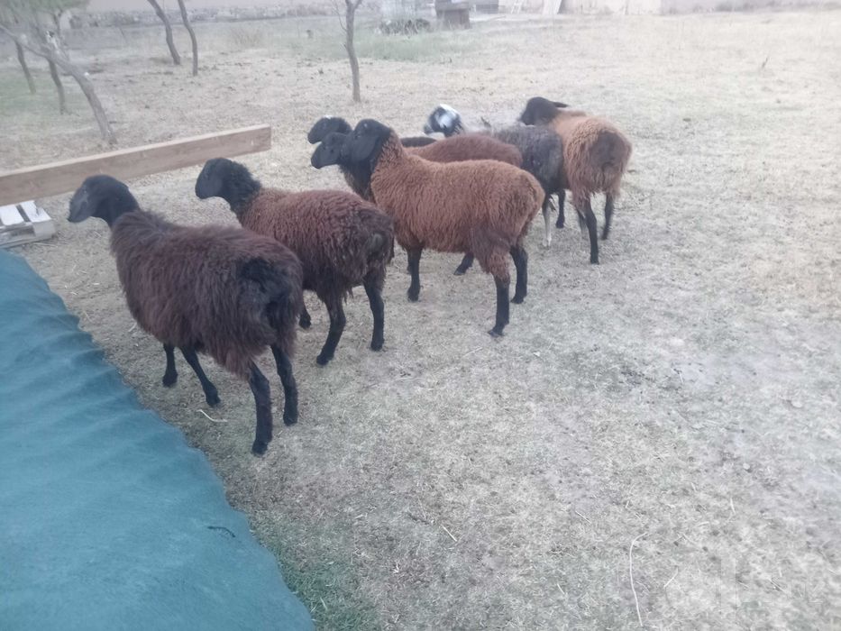 7 ta sog'lom qo'ylar sotiladi