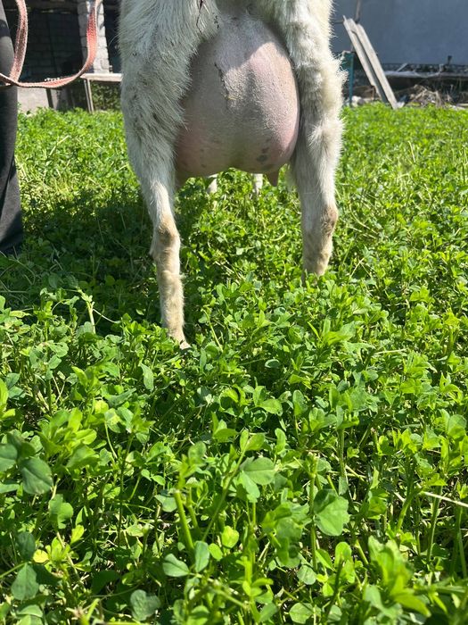 Эчки сотилади срочно