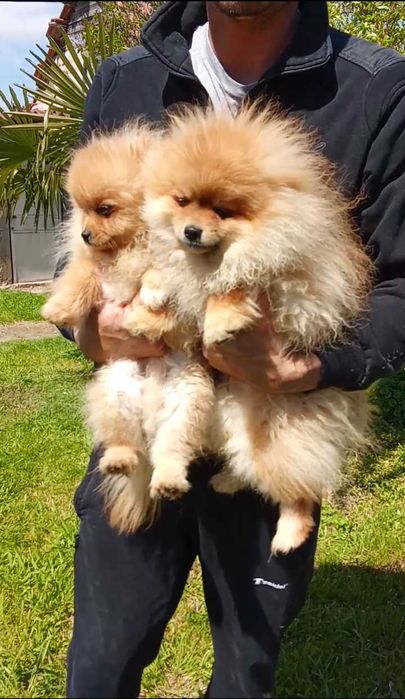 Продавам померани