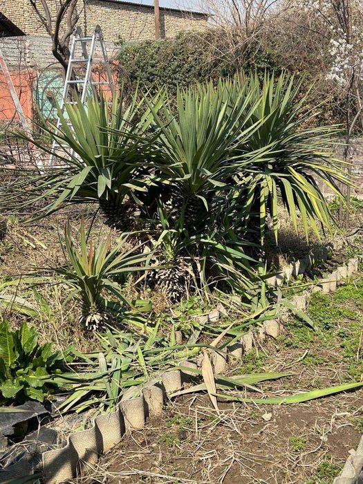 Каштаны-долгожители и редкие растения из волшебного сада