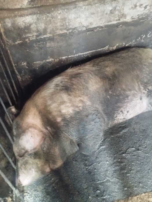 Продам рабочего кабана