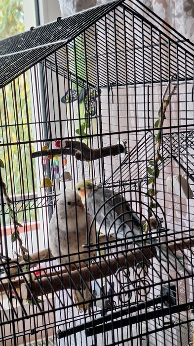 Papagal nimfa alb perlat