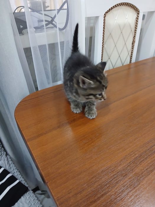 Отдам котят в хорошие руки