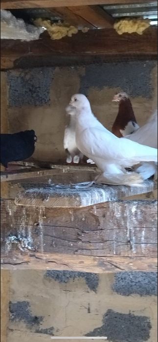 Продам голуби разных пород