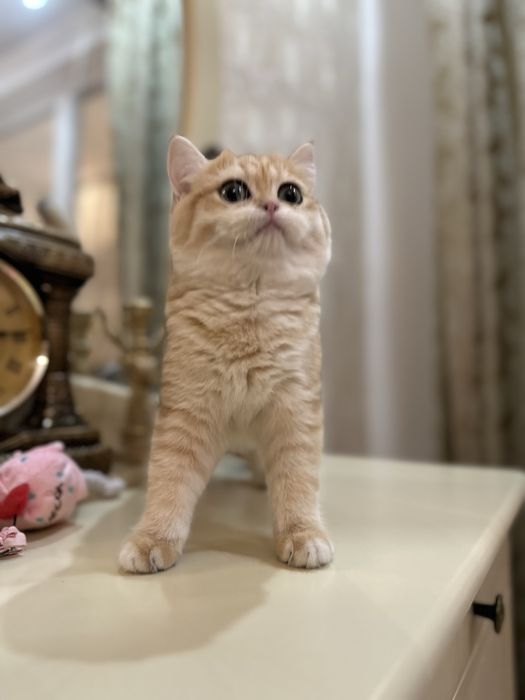 Kотята зoлотой шиншиллы