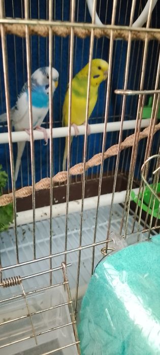 Продам папугаей хороший девушка и мальчик