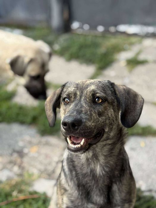 Куче 2 момичета и момче