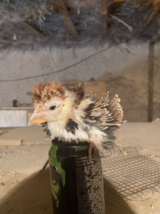 Кудряшка карлик 8 штук