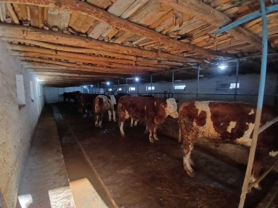 Продажа готовый бизнес 20соток Аргин Кипчок