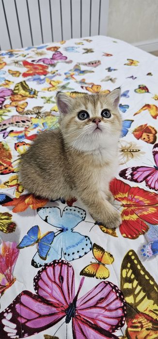 Золотистая шиншилла