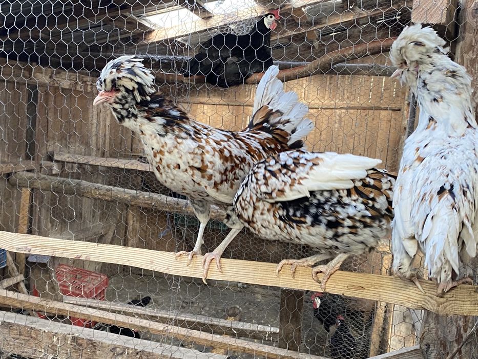 Oua de Gaini Australorp Albastru