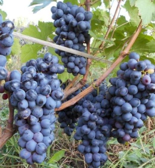 Жүзім көшеттері. Виноград рассада