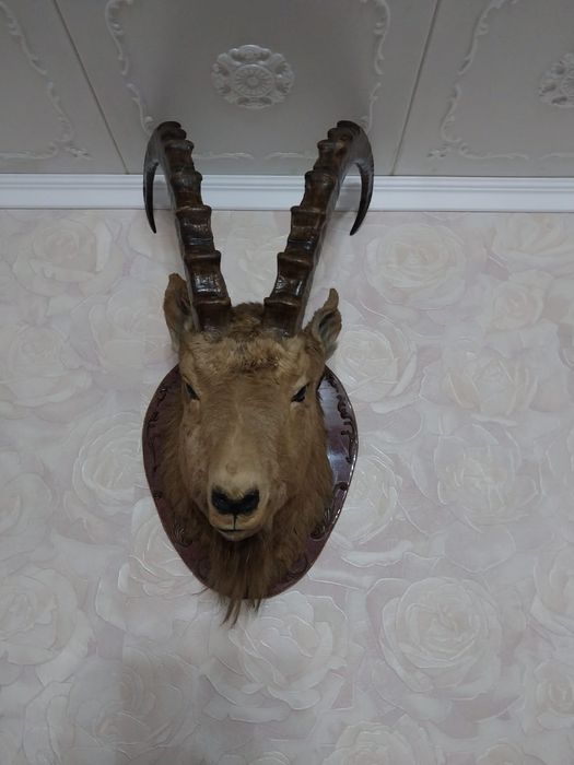 Чучела и рога животных и птиц