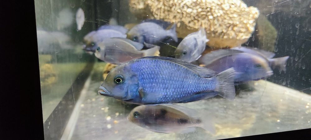 Продам цихлиды Голубой дельфин