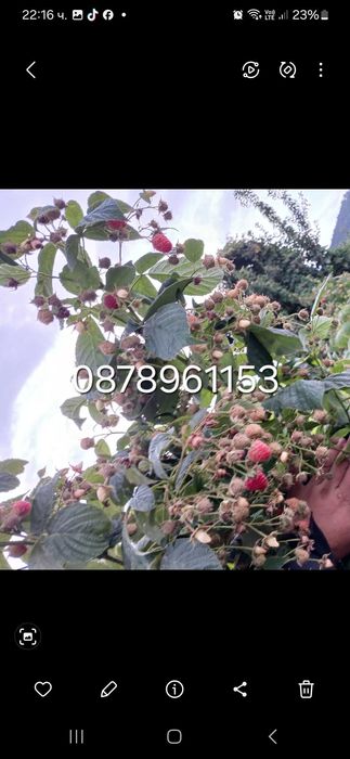 Расзад малини и ягоди