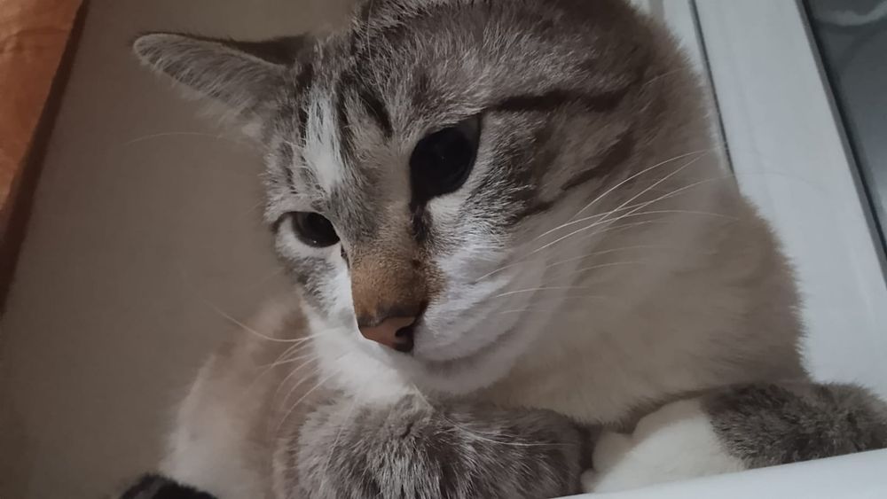 Хороший кот, домашнии