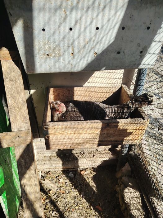 Курк курк курк индюки