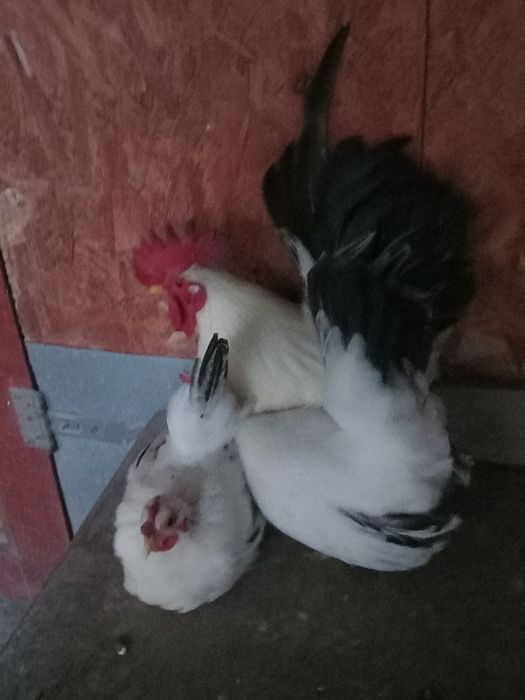 De vânzare Cocoș   găini și pui  Chabo 2025