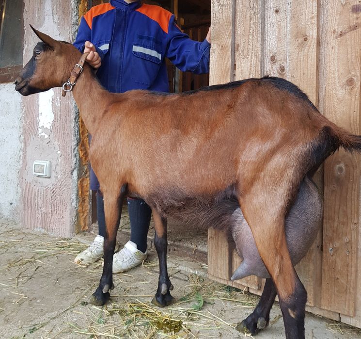 Alpina Franceză rasă pură
