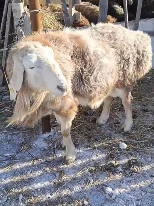 Кошкар на племя арашан