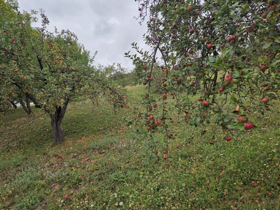 Mere de vânzare eco