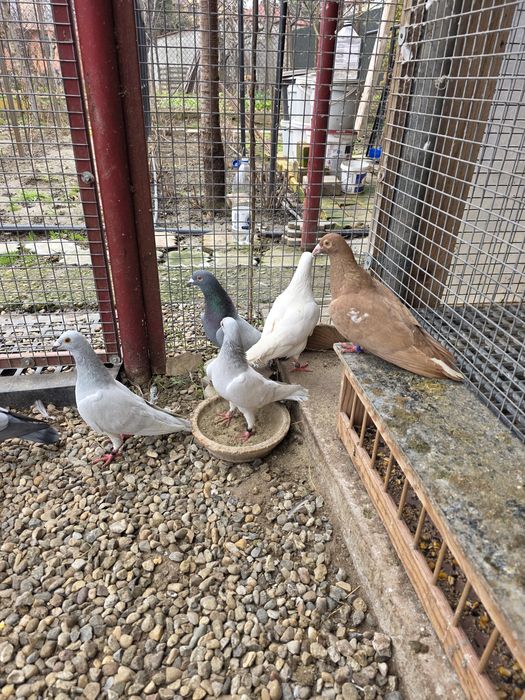 Porumbei    stil vechi -muelemans si barless!!!Masculi!!!