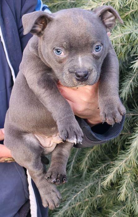 American Bully Pocket / Американско Були Покет