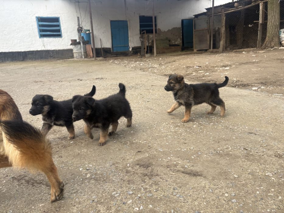 Овчарка кушиктер