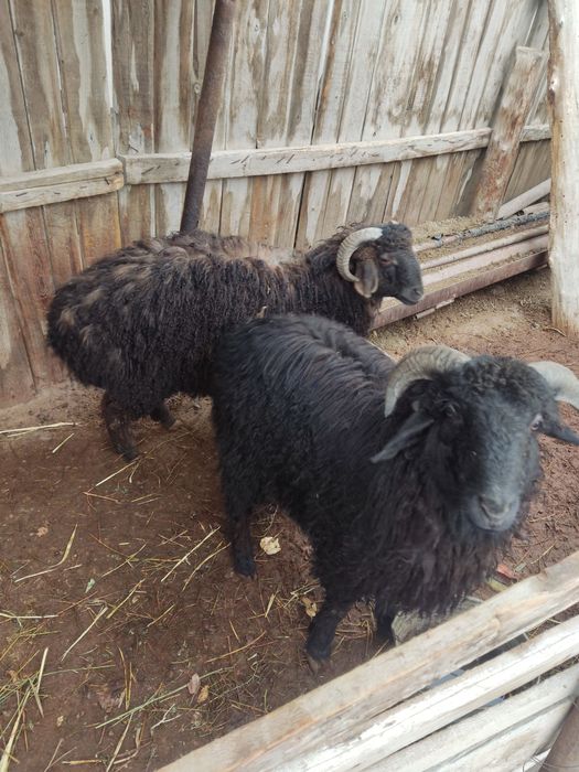 Кой сатылады екеуы 8 млн