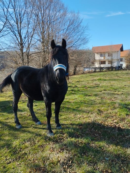 Продавам кобили Дунавка и Фрезийка