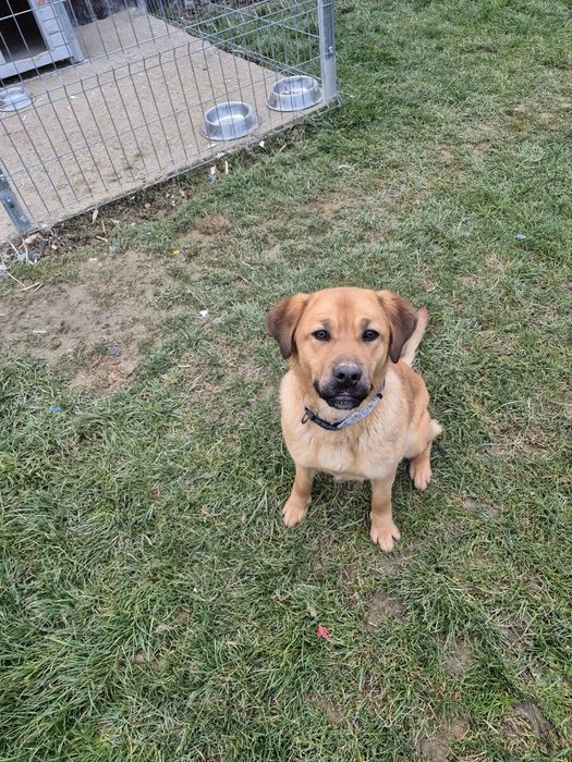Donez catelusa metis Labrador