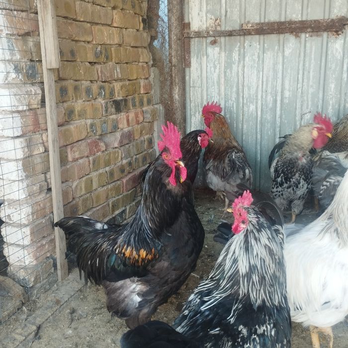 Продам куры домашние
