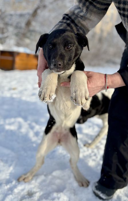 Отдадим щенят в добрые руки