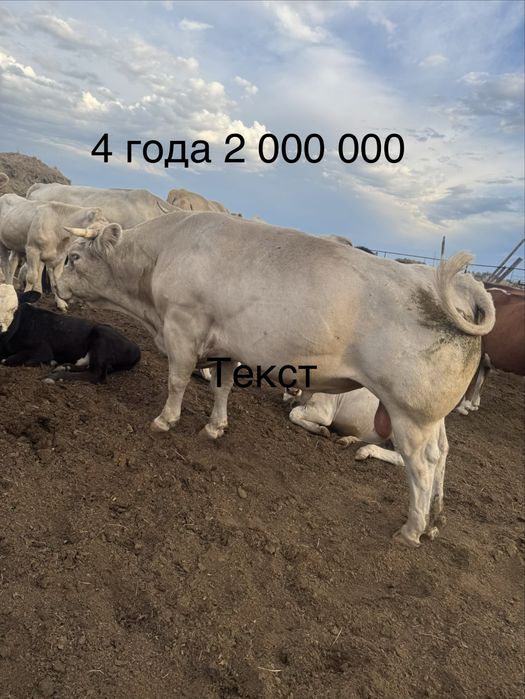 Быки.            .