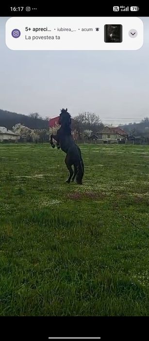 Vând cârlan .....