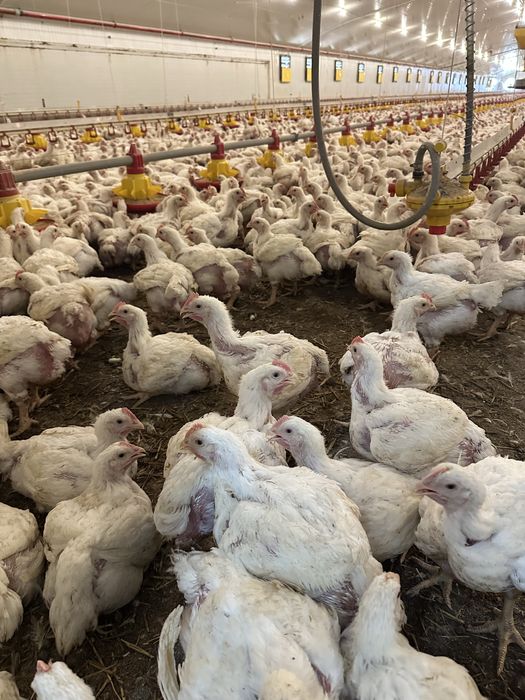 Puii de carne si rasa mixta!