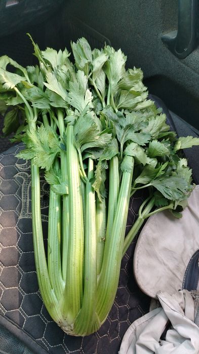 Продам зелень сельдерей